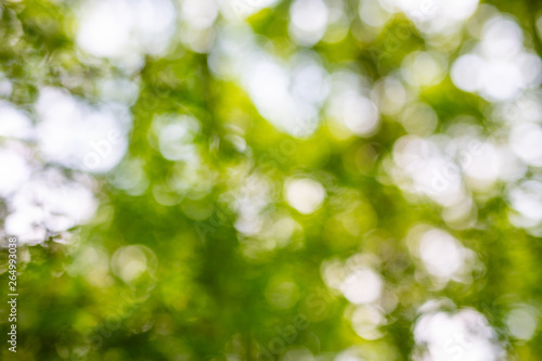 Sunny abstract green nature background, selective focus, blurred view