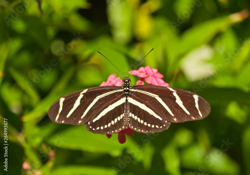 Top view, close up of a zebra butterfly, collecting nector and pollon off flowers  in a tropical botanical garden photo