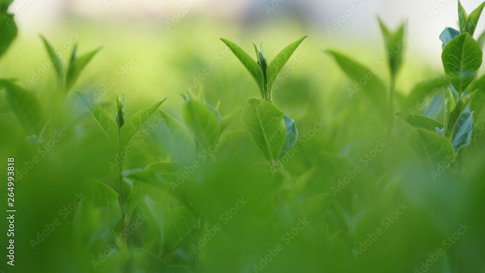 Fototapeta premium Feafs