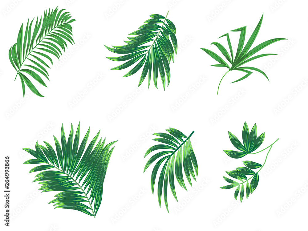 Tropical palm leaves set on white background.