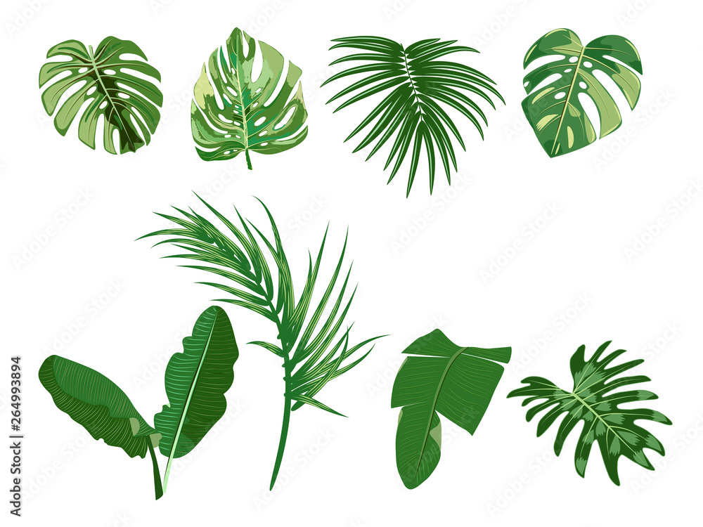 Tropical palm leaves on white background. Tropical palm leaves on white background.