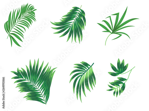 Tropical palm leaves set on white background. © Artlu