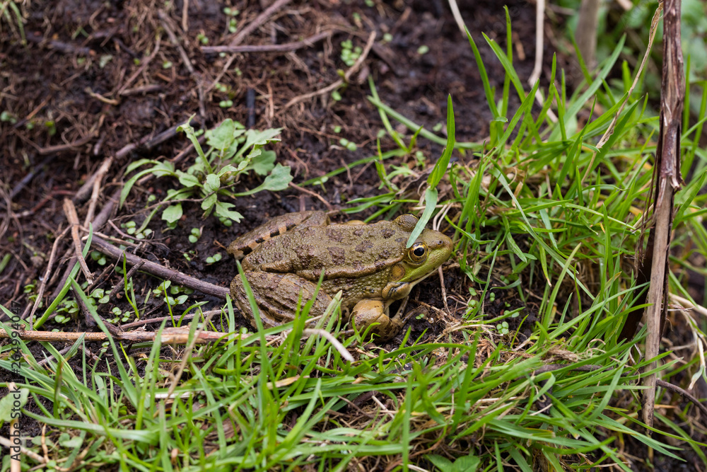 Obraz premium wild frog in nature