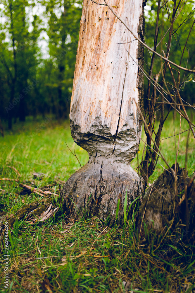 Obraz premium Traces of a beaver