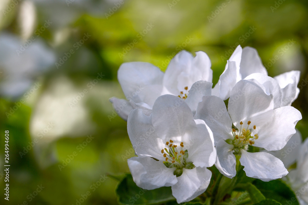 Blooming tree apple tree in the spring garden . Beautiful Spring natural Background . Nature concept for design. Close Up. Shallow depth. Greeting card background. Horizontal background. Blooming tree apple tree in the spring garden . Beautiful Spring natural Background . Nature concept for design. Close Up. Shallow depth. Greeting card background. Horizontal background.