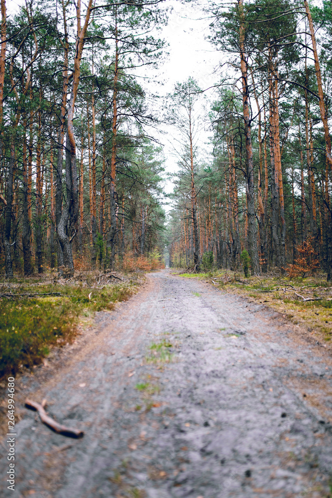 Obraz premium Majestic forest