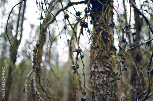 Fototapeta Naklejka Na Ścianę i Meble -  Sosna