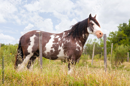 horse uruguayo in the field with clouds behind