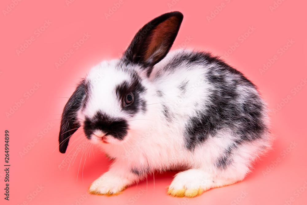 Funny bunny or baby rabbit fur black and white with long ears is sitting  for Easter Day on pink background. Stock Photo | Adobe Stock