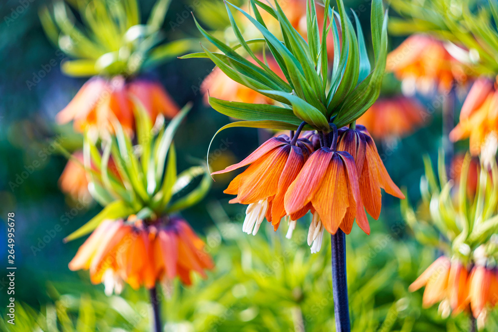 beautiful bright orange spring flowers, Lily, close-up beautiful bright orange spring flowers, Lily, close-up
