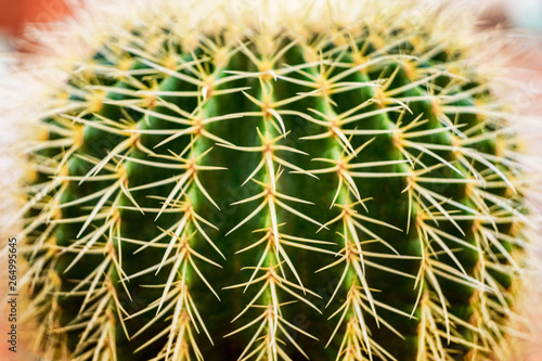 background image of round large green cactus close-up