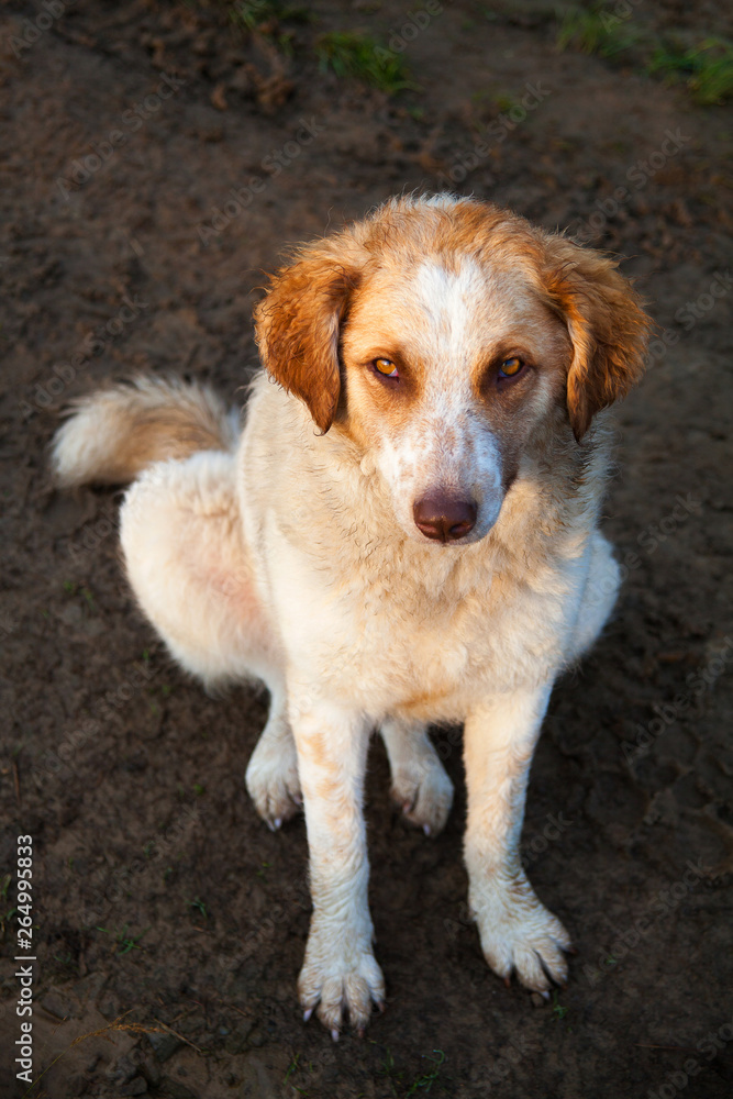 a white and red stray dog is looking for an owner a white and red stray dog is looking for an owner