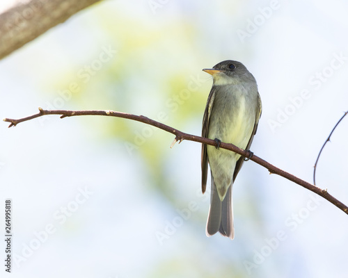 Obraz na plátně Eastern Wood Peewee