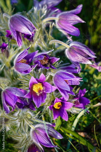 fluffy purple spring bells closeup