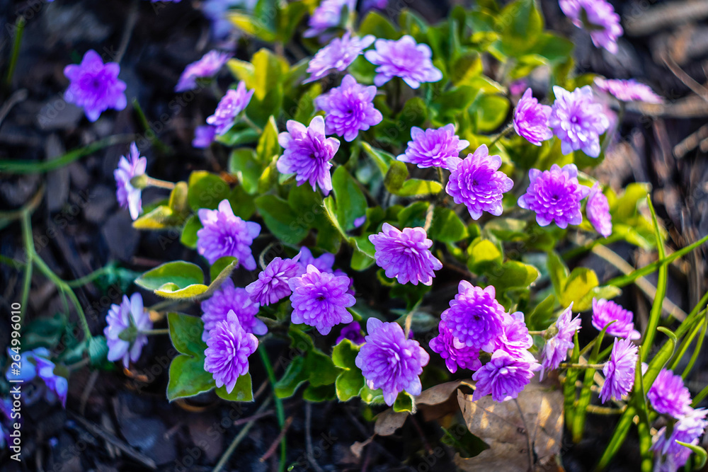 small purple spring flowers on the flower bed small purple spring flowers on the flower bed