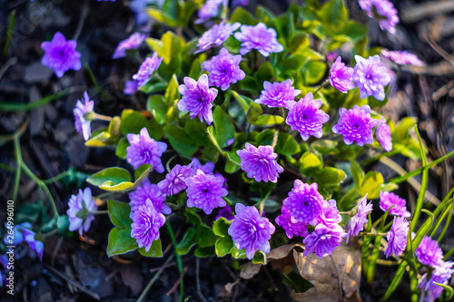 small purple spring flowers on the flower bed