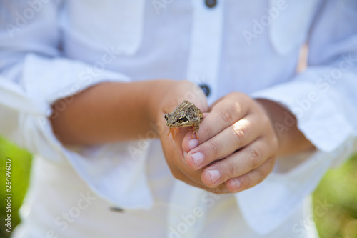 frog in the hands of the child