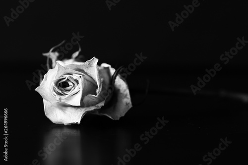 Dry white rose on a black background close up. Black and white