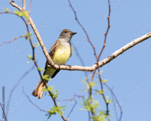 Great-crested Flycatcher