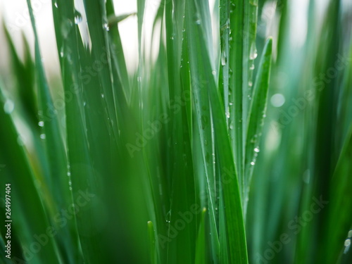 Early in the morning. Drops of dew on fresh green grass