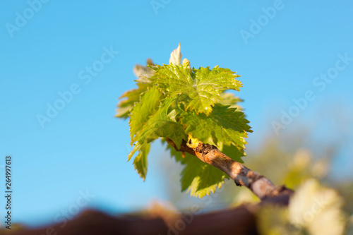 Vine