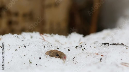 Common vole (Microtus arvalis) is peeking out of a snow mink, then crawls out and collects the sunflower seeds