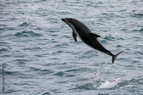 Dusky dolphin leaing out of the water photo