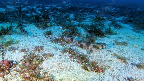 Marine wildlife - Little sharks- Scyliorhinus canicula - at the bottom - Diving in the Mediterranean sea photo