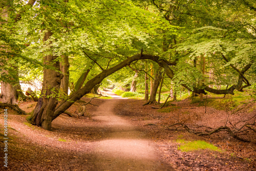 Naklejka premium Lady's Walk