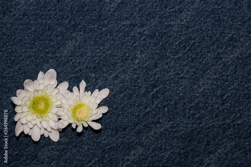 White gerbera flower on denim texture background. blank design in the style of hippie, boho, bohemia for cards, invitations, flyers. free space for your text