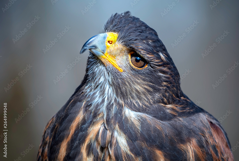 Fototapeta premium Harris's hawk - Wüstenbussard