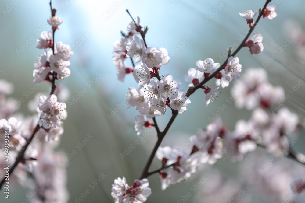 Branch with apricot flowers on a background of bright sky and blurred background Branch with apricot flowers on a background of bright sky and blurred background