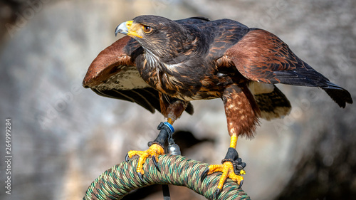 Harris's hawk - Wüstenbussard