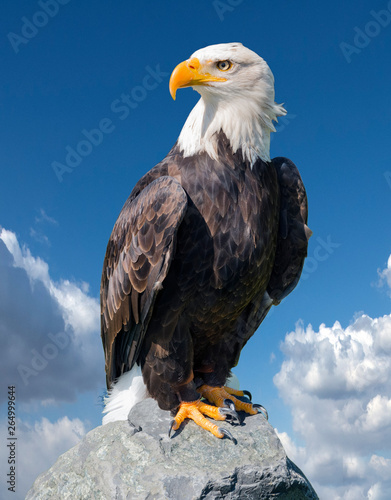 Leinwand Poster Bald Eagle (Haliaeetus leucocephalus) portrait