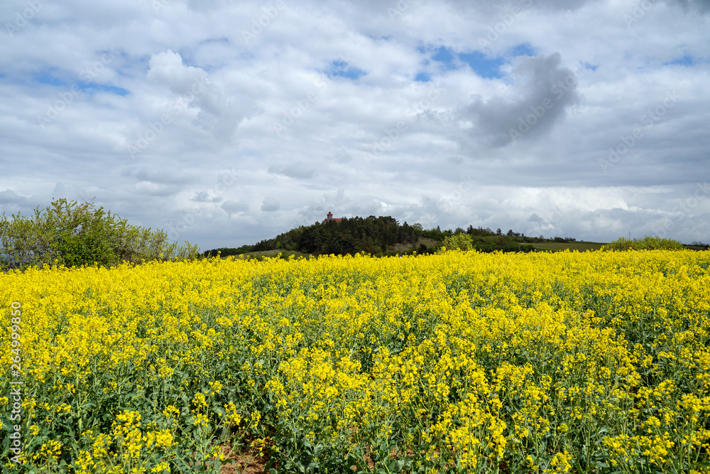 Thüringer Landschaft mit Rapsfeld und Wachsenburg