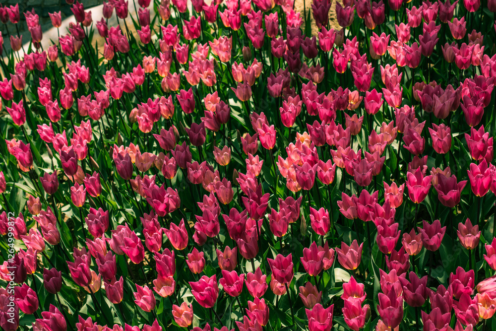 Blooming colorful tulip flowers as floral background