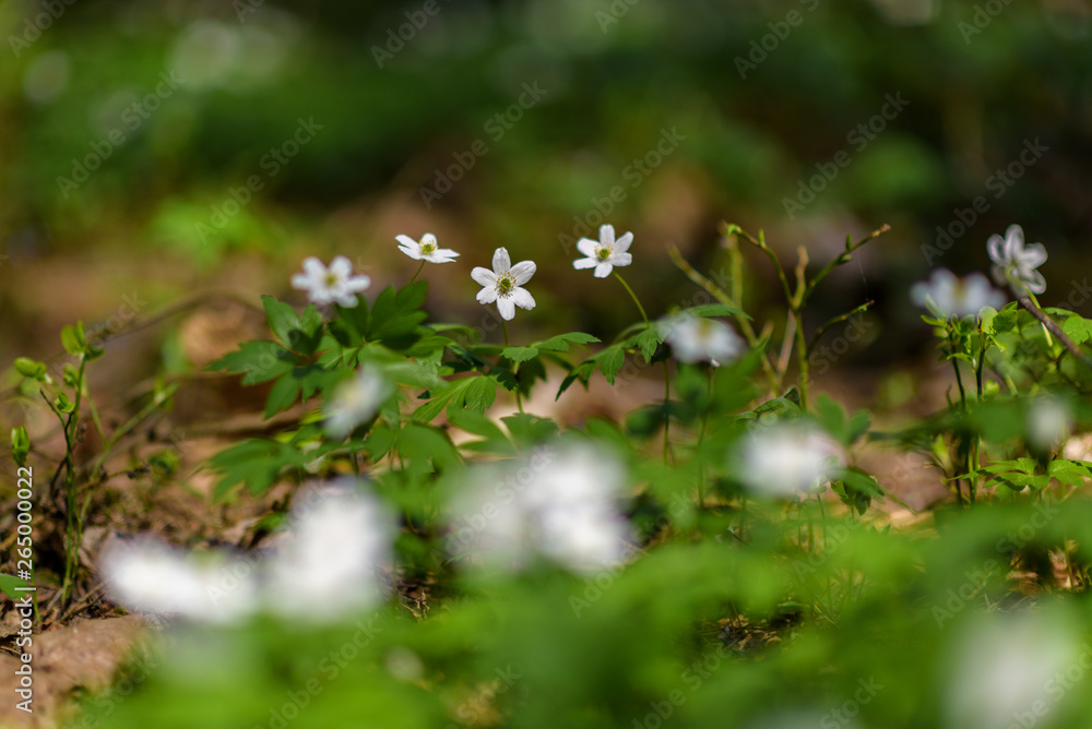 Anemone nemorosa closeup on a sunny day. Anemone nemorosa closeup on a sunny day.