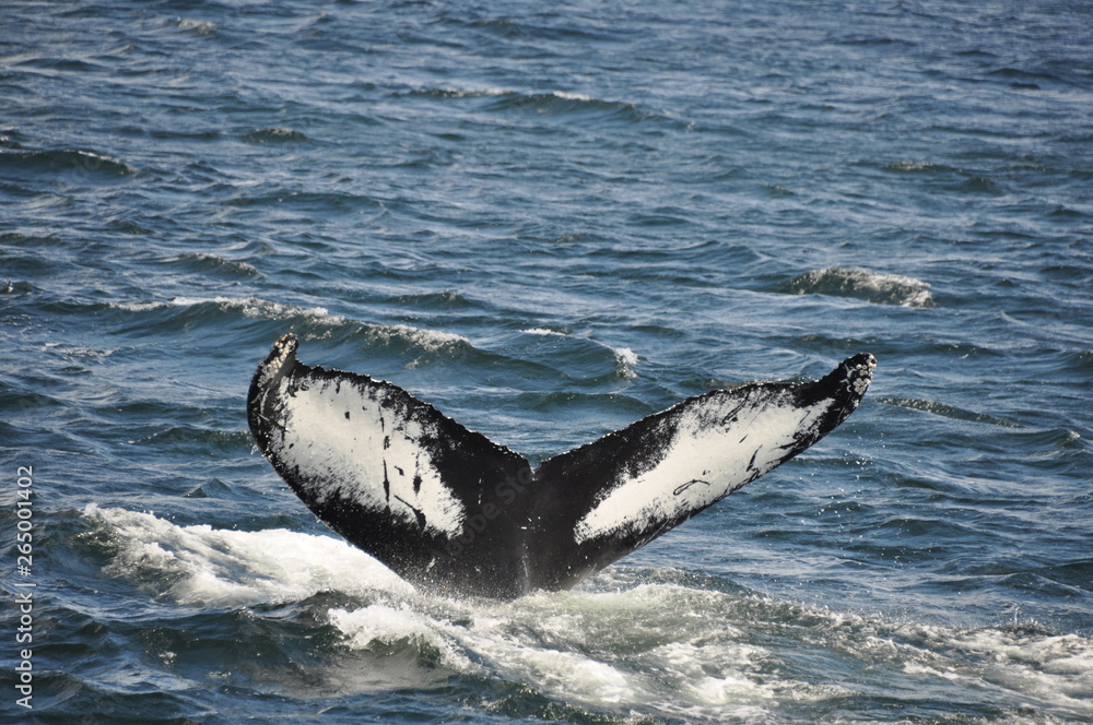 Fototapeta premium Baleine-Rorqual à Tadoussac 