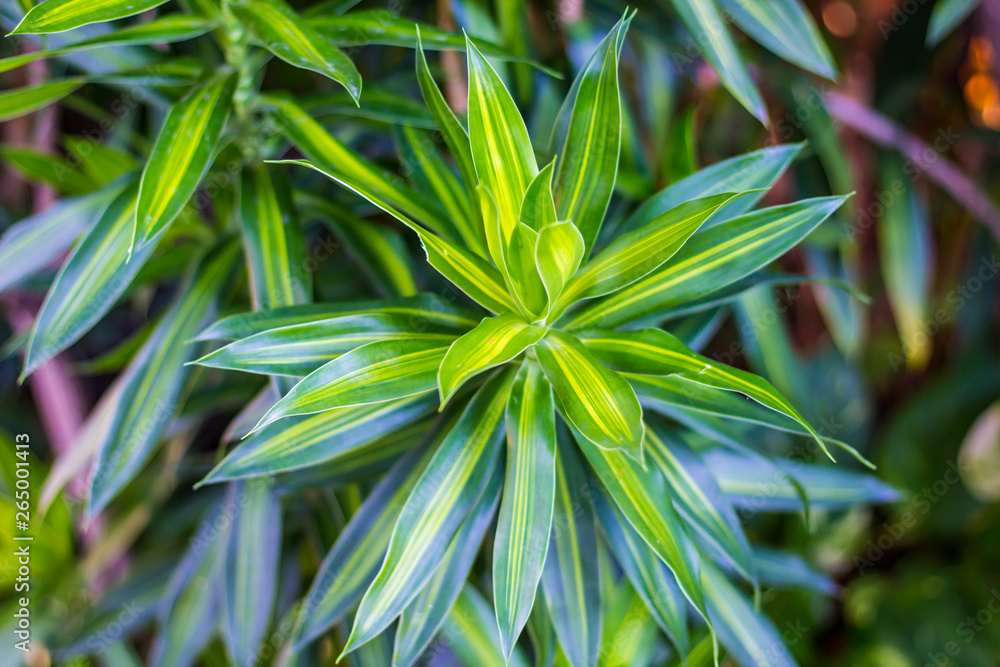Fototapeta premium Green Leaves