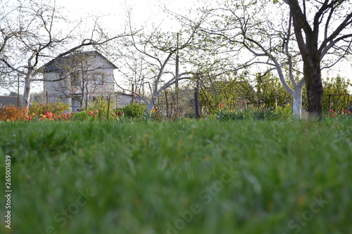 Lawn grass in the yard in the spring.