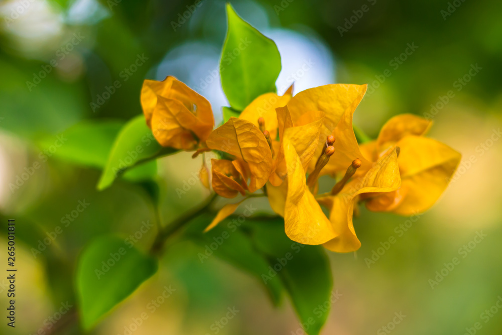 Close up yellow flowers at the park in Bangkok Close up yellow flowers at the park in Bangkok