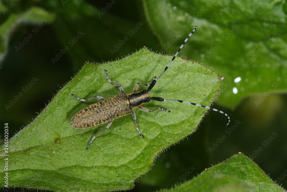 Scheckhorn-Distelbock Agapanthia villosoviridescens DE, Mosel, Kröv 19.05.2012 Scheckhorn-Distelbock Agapanthia villosoviridescens DE, Mosel, Kröv 19.05.2012