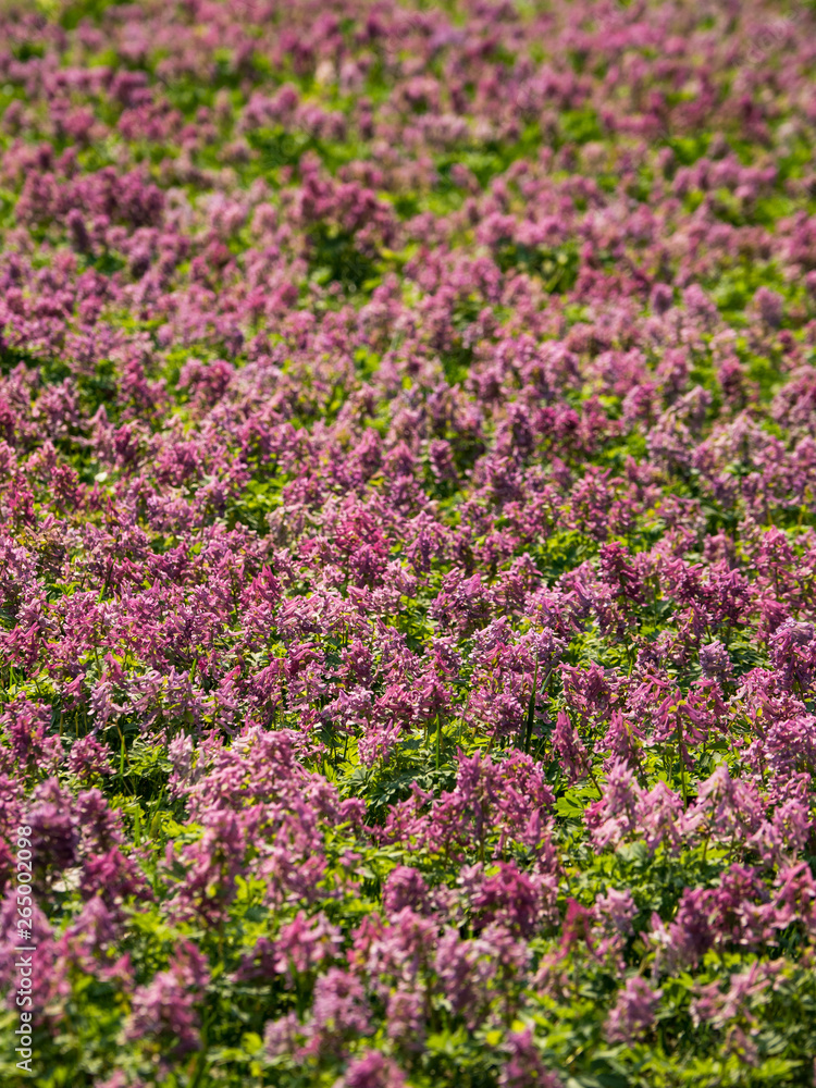Purple flower of Hollowroot. Carpet pink flowers. Purple flower of Hollowroot. Carpet pink flowers.