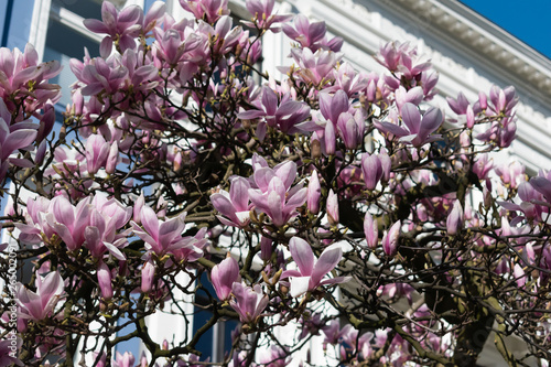 Beautiful pink petals blooming in spring