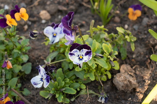 Deep violet flowers in public garden