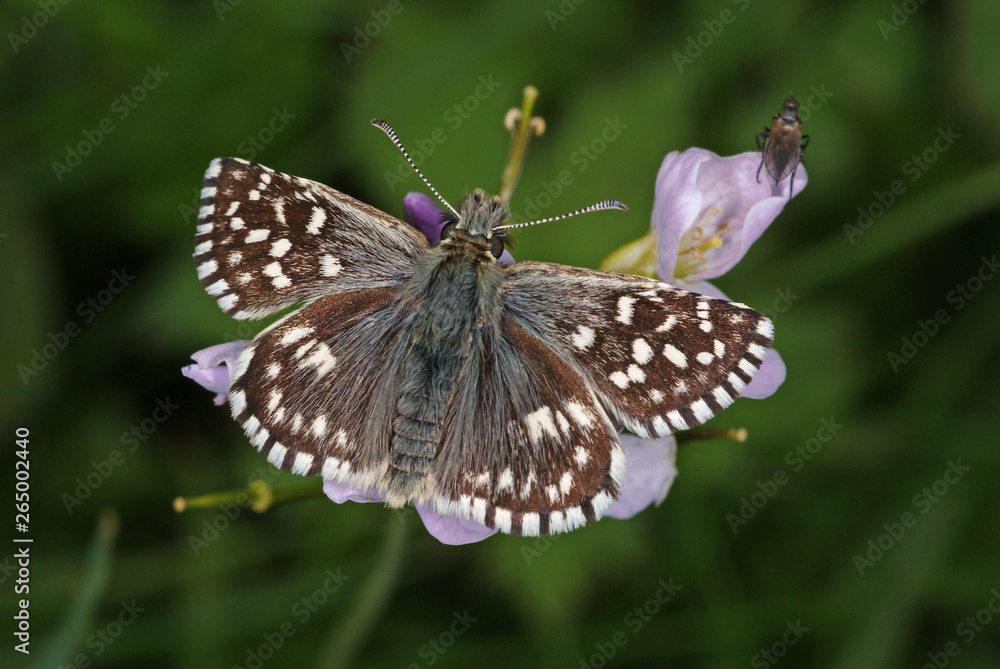 Pyrgus malvae (LINNAEUS, 1758) Kleiner Würfel-Dickkopffalter DE, Eifel, Nonnenbachtal 19.05.2012 Pyrgus malvae (LINNAEUS, 1758) Kleiner Würfel-Dickkopffalter DE, Eifel, Nonnenbachtal 19.05.2012