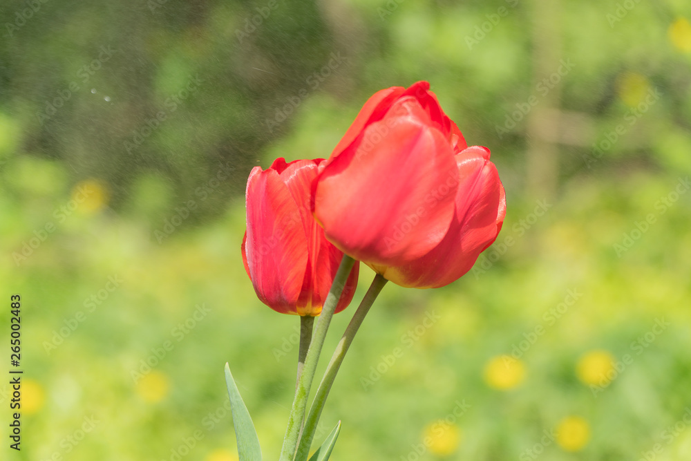 a bouquet of tulips in drops of water.