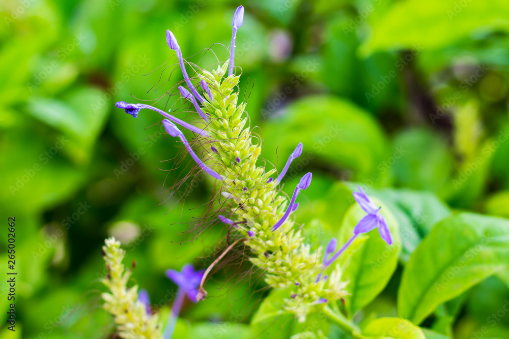 Purple flowers at a park in bangkok Purple flowers at a park in bangkok