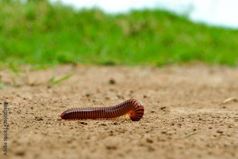 Red and black worm in the dirt with green plants gusano rojo y negro en la tierra con plantas verdes 2 Red and black worm in the dirt with green plants gusano rojo y negro en la tierra con plantas verdes 2