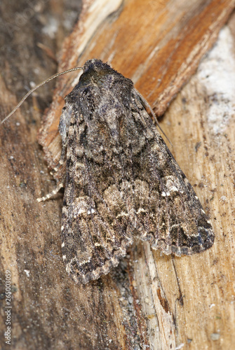 Mamestra brassicae (LINNAEUS, 1758) Kohleule DE, Leverkusen-Opladen 20.05.2012 photo